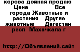 корова дойная продаю › Цена ­ 100 000 - Все города Животные и растения » Другие животные   . Дагестан респ.,Махачкала г.